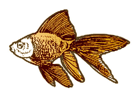 goldfish.jpg